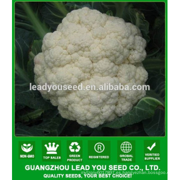 NCF11 Hybrid vegetable seed companies semillas de coliflor para la venta